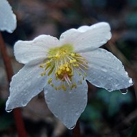 E' dolce primavera - FOTOGALLERY